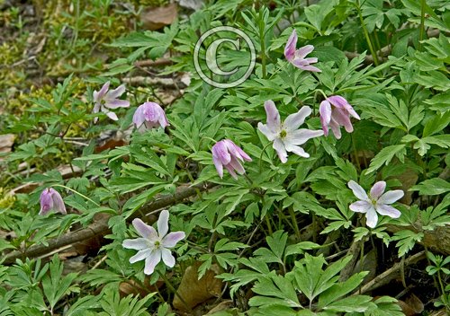 Wood Anemonies DM0429